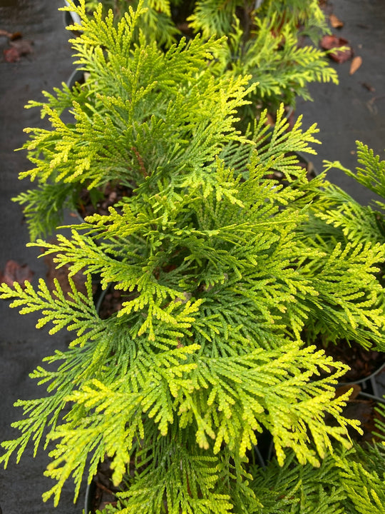 Thuja plicata 'Can Can' – Maple Ridge Nursery