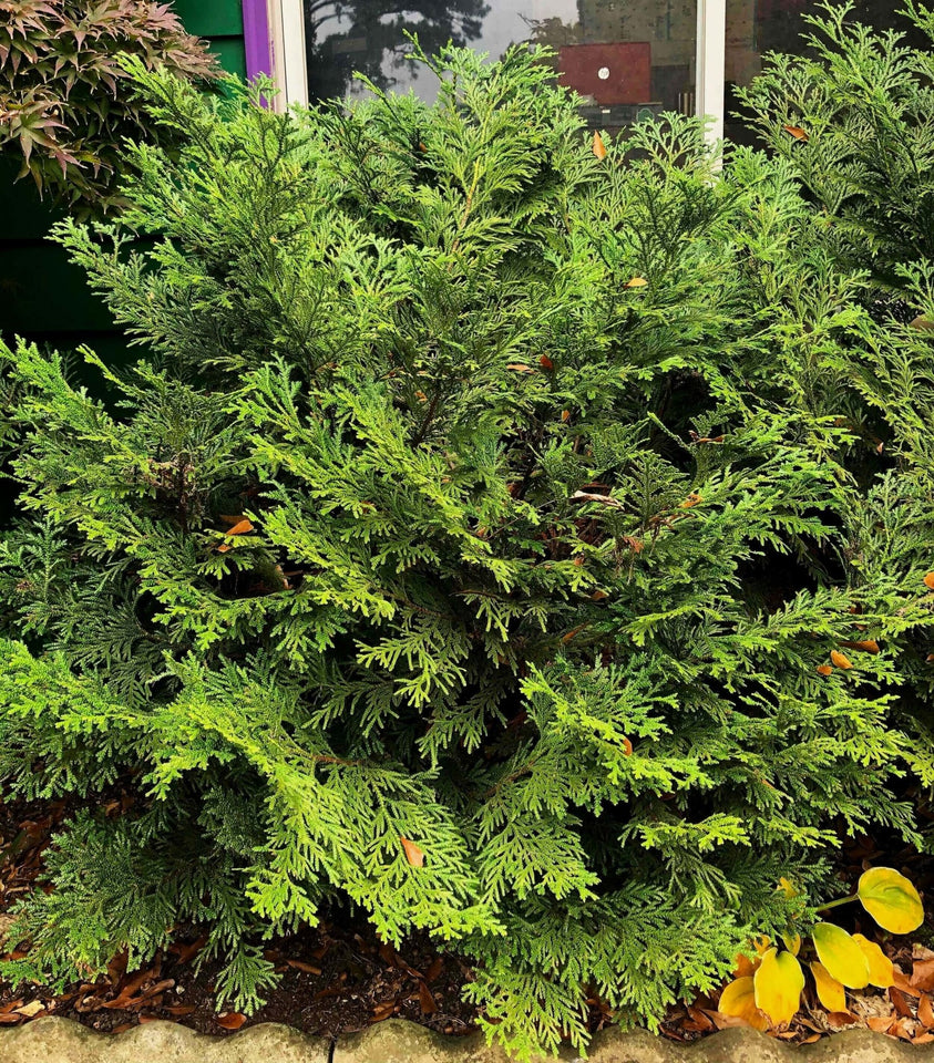 thujopsis-dolobrata-nana-